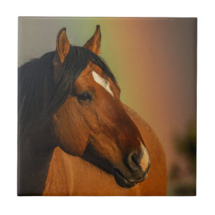 Wilder Hengst, Goldenes Licht und Regenbogen Fliese