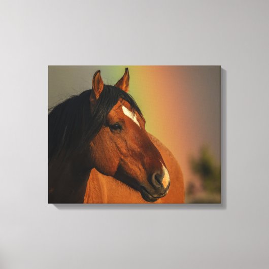 Wilder Hengst, Goldenes Licht und Regenbogen Leinwanddruck (Vorderseite)