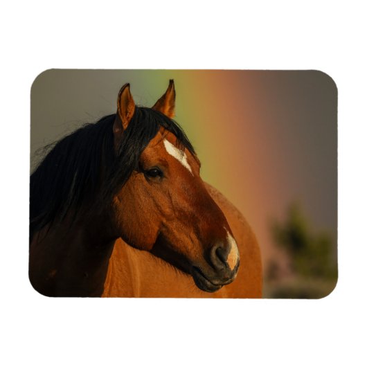 Wilder Hengst, Goldenes Licht und Regenbogen Magnet (Horizontal)
