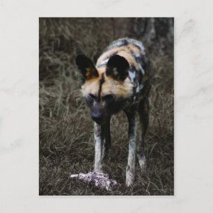 Wilder Hund Postkarte