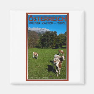 Wilder Kaiser - Kühe Magnet