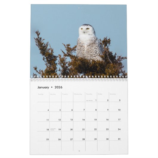 Wilder Kalender des Vogel-2017 (Jan 2026)