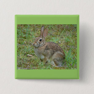 Wilder Kaninchen Östliches Baumwollschwanzkaninche Button
