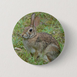 Wilder Kaninchen Östliches Baumwollschwanzkaninche Button