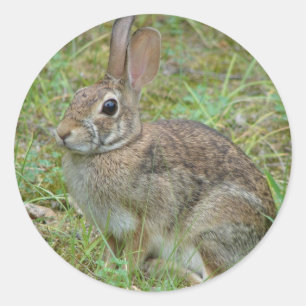 Wilder Kaninchen Östliches Baumwollschwanzkaninche Runder Aufkleber