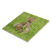 Wilder Kaninchenhase beim Essen Fliese (Seite)