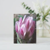 Wilder Klee, Colorado Rockies Postkarte (Stehend Vorderseite)