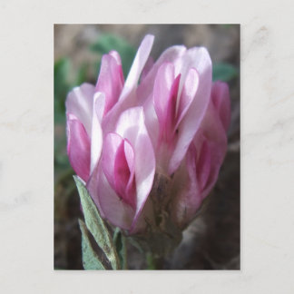 Wilder Klee, Colorado Rockies Postkarte