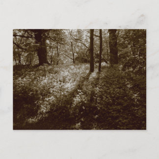 Wilder Knoblauch im Wald - Sepia Toned Postkarte