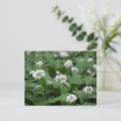 Wilder Knoblauch oder Ramsons Allium ursinum Postkarte (Stehend Vorderseite)