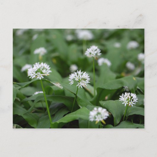 Wilder Knoblauch oder Ramsons Allium ursinum Postkarte (Vorderseite)