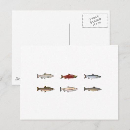 Wilder Lachs Postkarte (Vorne/Hinten)
