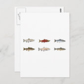Wilder Lachs Postkarte (Vorne/Hinten)