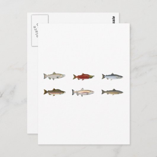 Wilder Lachs Postkarte (Vorne/Hinten)