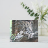 Wilder Leopard liegt auf einer Baumzweigung Postkarte (Stehend Vorderseite)