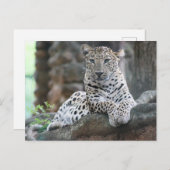 Wilder Leopard liegt auf einer Baumzweigung Postkarte (Vorne/Hinten)