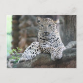 Wilder Leopard liegt auf einer Baumzweigung Postkarte (Vorderseite)
