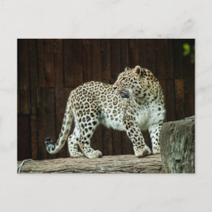 Wilder Leopard mit Blick auf seinen Schulter Postkarte