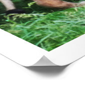Wilder Löwe Lebens Tier Poster (Ecke)