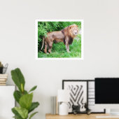 Wilder Löwe Lebens Tier Poster (Heimbüro)