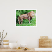 Wilder Löwe Lebens Tier Poster (Küche)