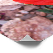 Wilder Mohn Poster (Ecke)