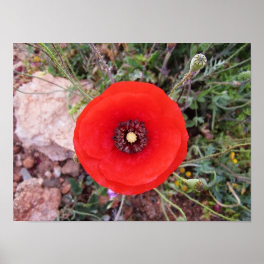 Wilder Mohn Poster (Vorne)