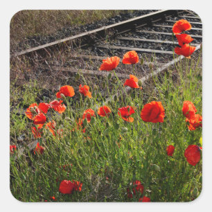 Wilder Mohn        Quadratischer Aufkleber