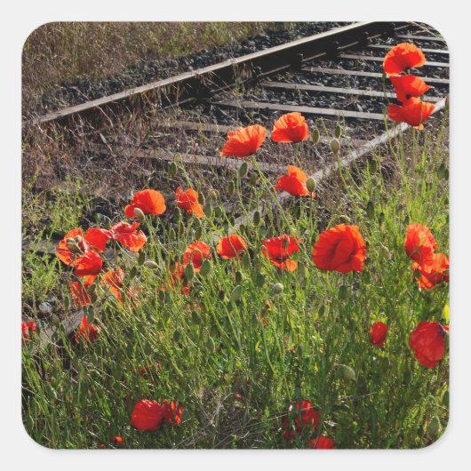 Wilder Mohn Quadratischer Aufkleber (Vorderseite)