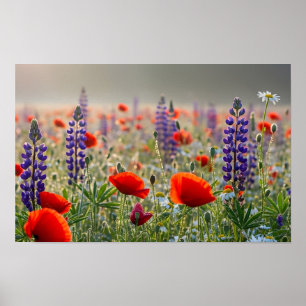 Wilder Mohn und Lupinenwiese bei Morgengrauen Poster