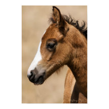 Wilder Mustang-Hengst - Apollo
