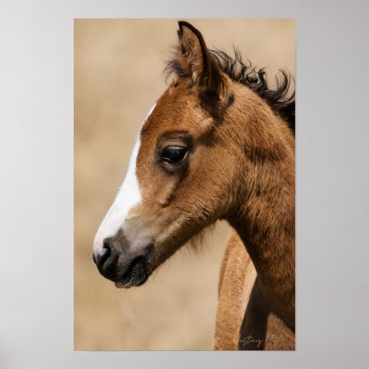 Wilder Mustang-Hengst - Apollo Poster (Vorne)