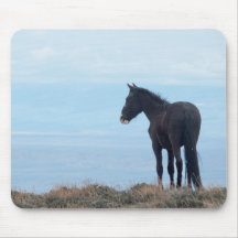 Wilder Mustang