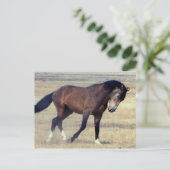 Wilder Mustang Utahs Postkarte (Stehend Vorderseite)