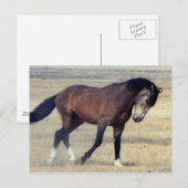 Wilder Mustang Utahs Postkarte (Vorne/Hinten)