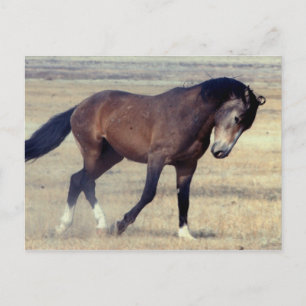 Wilder Mustang Utahs Postkarte