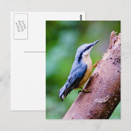 Wilder Nuthatch im Wald - Postkarte (Vorne/Hinten)