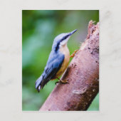 Wilder Nuthatch im Wald - Postkarte (Vorderseite)