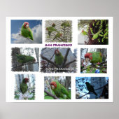 Wilder Papagei von S.F. Poster (Vorne)