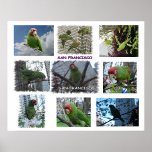 Wilder Papagei von S.F. Poster