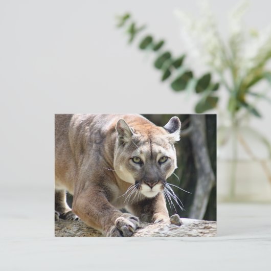Wilder Puma Postkarte (Stehend Vorderseite)