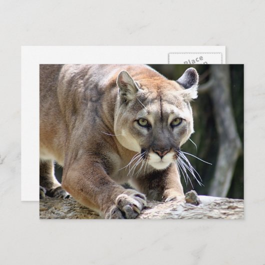 Wilder Puma Postkarte (Vorne/Hinten)