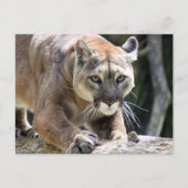 Wilder Puma Postkarte (Vorderseite)