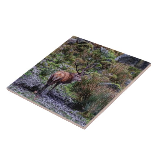Wilder roter Hirsch in Schottland-Fliese Fliese (Seite)