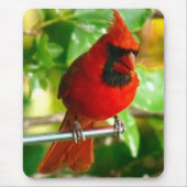 Wilder roter Kardinal in Hawaii Mousepad (Vorne)