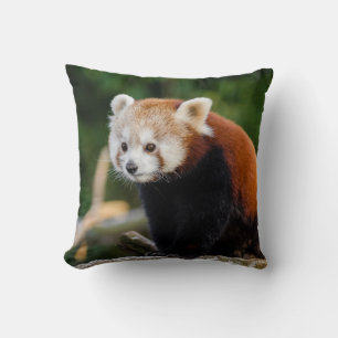 Wilder roter Panda süßes Foto Kissen