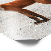 Wilder Rotfuchs mit schöner Haut Fotodruck (Ecke)