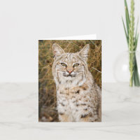 Wilder Rotluchs