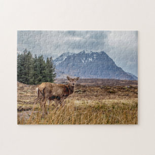 Wilder Rotstag in Glencoe (Schottland) Puzzle