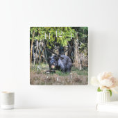 Wilder Schwarzbär-Cub & Forest Wildlife Foto Clock Quadratische Wanduhr (Zuhause)